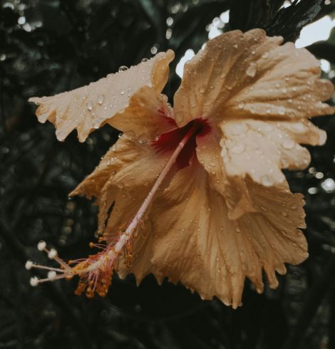 hibiszkuszos arckrém